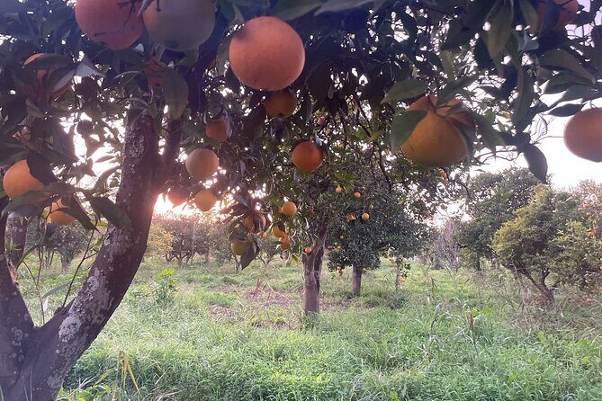Organic Orange Picking & Jam Making with Farm-to-Table Lunch - Odelouca Stop 3: Farm-to-Table Lunch with Garden Produce and Algarvian Sweets