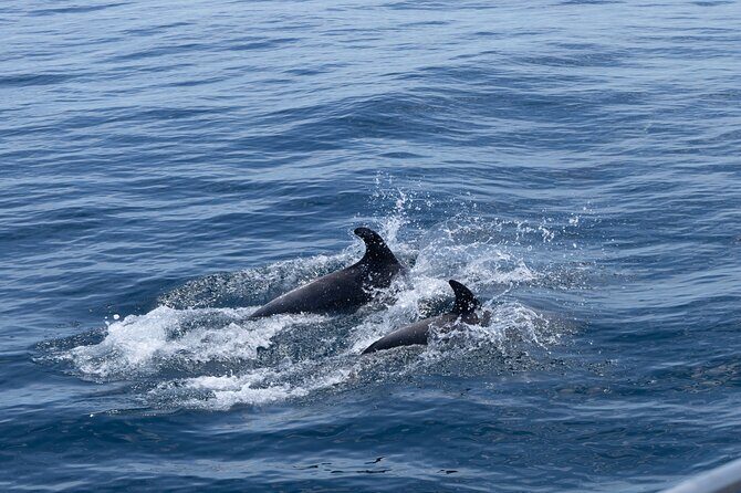 Private Coastline and Dolphins Yacht Cruise from Albufeira - On-Board Comfort: Snacks, Drinks, and the Little Details