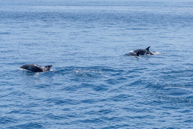Private Coastline and Dolphins Yacht Cruise from Albufeira - Value and Pricing: What You’re Really Buying
