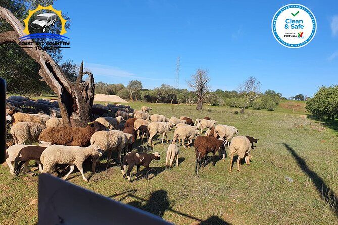 Private Jeep Safari Half-Day Tour - Why this private Jeep safari feels different in the Algarve