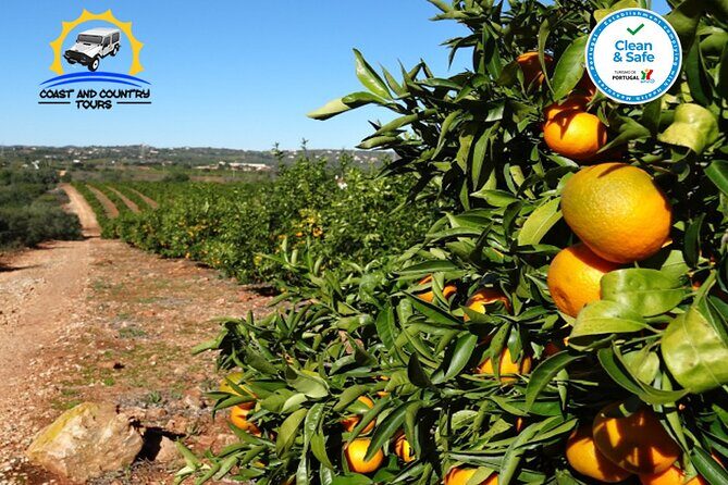 Private Jeep Safari Half-Day Tour - Quinta do Goji tasting: honey, medronho water, and farm reality