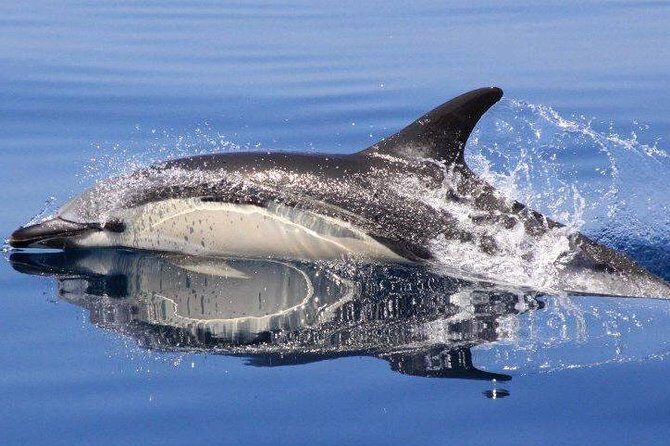 Safari & Boat Tour - Mountains & Dolphins - Natural Springs and the Algarve Tasting Moment