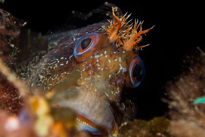 Scuba Diving Albufeira-Double Dive Trip - Captain João and guides Fernando and Matias: the human part that matters