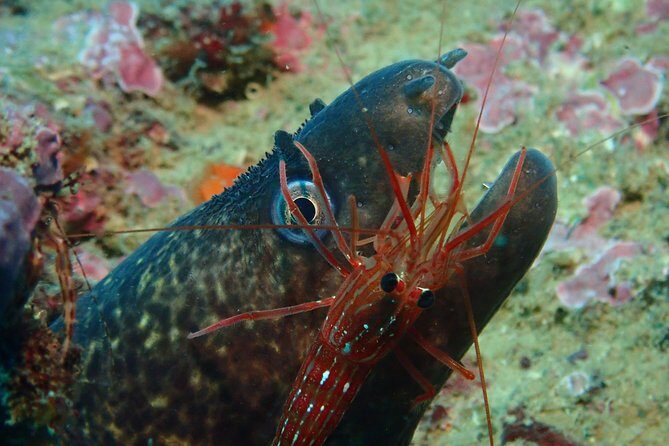 Scuba Diving Albufeira-Double Dive Trip - Back on shore: hot showers and filling in your logbook