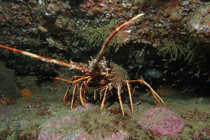 Scuba Diving Albufeira-Double Dive Trip - Price and value: what $101.59 includes (and what costs extra)