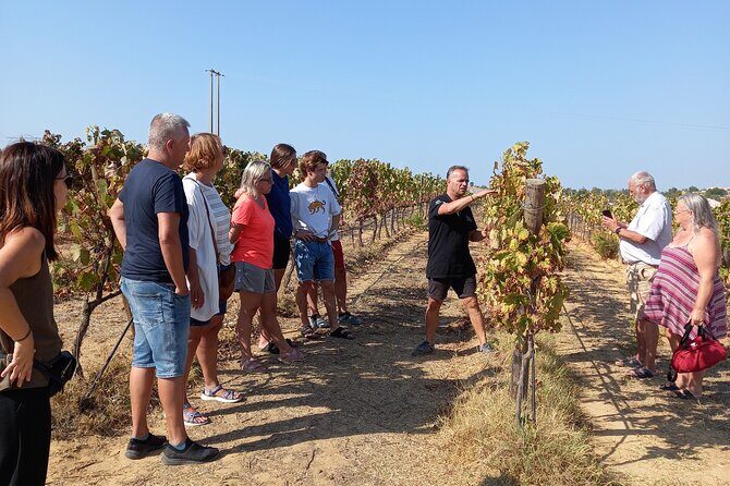 Wine Lovers: Winery Tour w/ Tasting & Tapas (Albufeira/Vilamoura) - Key highlights you’ll actually notice