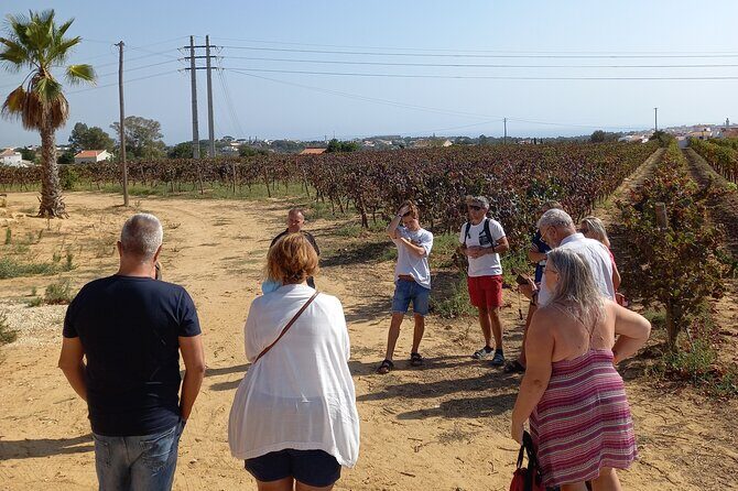 Wine Lovers: Winery Tour w/ Tasting & Tapas (Albufeira/Vilamoura) - Getting picked up in Albufeira or Vilamoura (and how it feels)