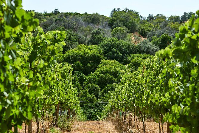 Wine Tasting Tour in Algarve Winery - Key things I’d bet on before you book