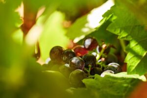 Wine Tasting Tour in Algarve Winery - The private tour advantage: you won’t feel like a number